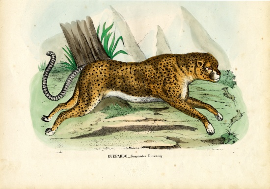 Gepard von Raimundo Petraroja