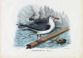 Great Black-Backed Gull 1863-79