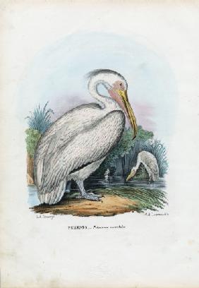 Great White Pelican 1863-79