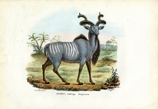 Greater Kudu von Raimundo Petraroja