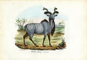Greater Kudu 1863-79