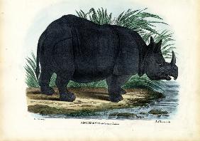 Greater One-Horned Rhinoceros 1863-79