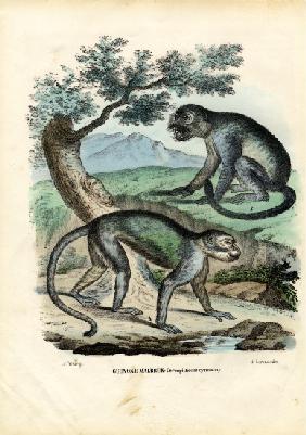 Green Or Malbrouck Monkey 1863-79