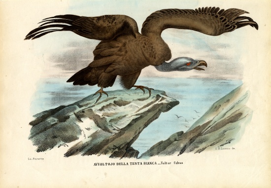 Griffon Vulture von Raimundo Petraroja