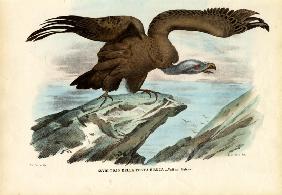 Griffon Vulture 1863-79
