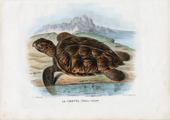 Hawksbill Sea Turtle von Raimundo Petraroja