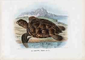 Hawksbill Sea Turtle 1863-79