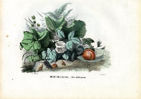 Helix Snails 1863-79