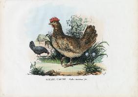 Hen 1863-79