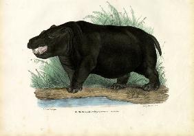 Hippo 1863-79