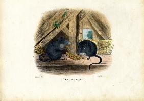 House Mouse 1863-79