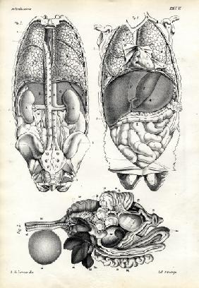 Intestines 1863-79
