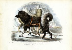 Inuit Sled Dog 1863-79