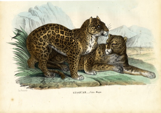 Jaguar von Raimundo Petraroja