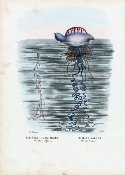 Jellyfish von Raimundo Petraroja