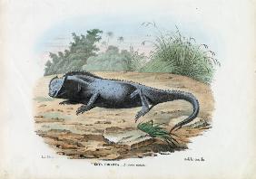 Lizard 1863-79