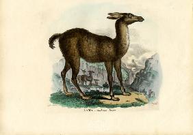 Llama 1863-79