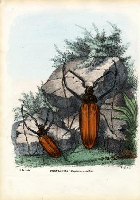 Longhorn Beetle 1863-79