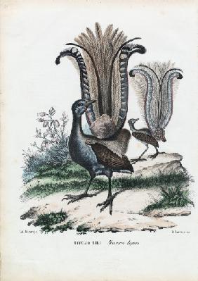 Lyrebird 1863-79
