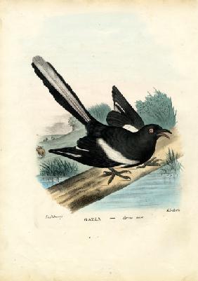 Magpie 1863-79