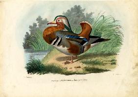 Mandarin Duck 1863-79