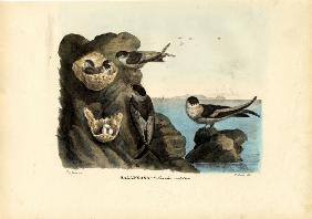 Mossy-Nest Swiftlet 1863-79