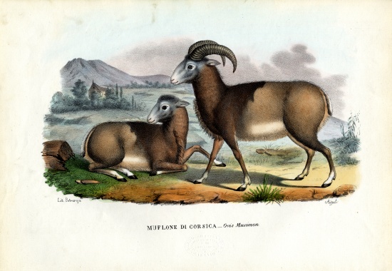 Mouflon von Raimundo Petraroja