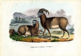 Mouflon 1863-79