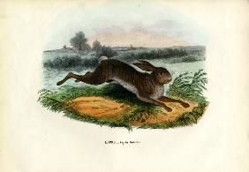 Mountain Hare 1863-79