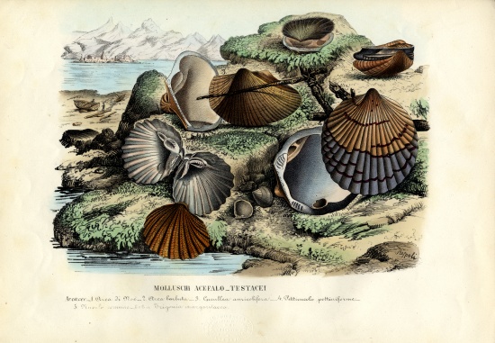 Mussels von Raimundo Petraroja