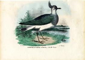 Northern Lapwing 1863-79