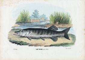 Northern Pike 1863-79