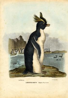 Northern Rockhopper Penguin 1863-79