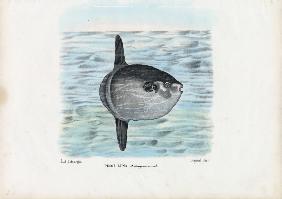 Ocean Sunfish 1863-79