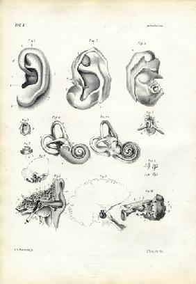 Organ Of Hearing 1863-79