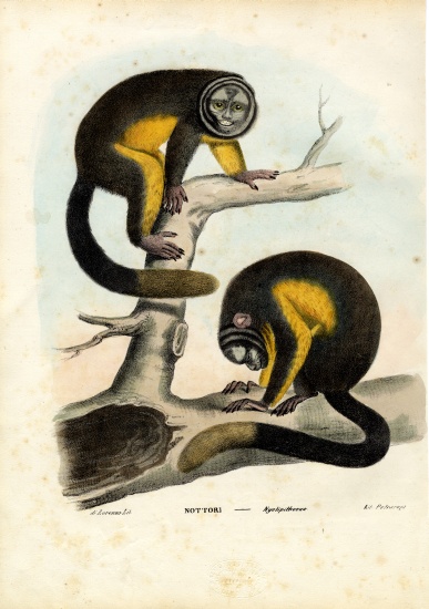 Owl Monkey von Raimundo Petraroja