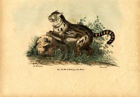 Pampas Cat 1863-79