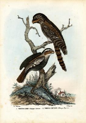 Papuan Frogmouth 1863-79