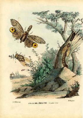 Peanut-Head Bug 1863-79