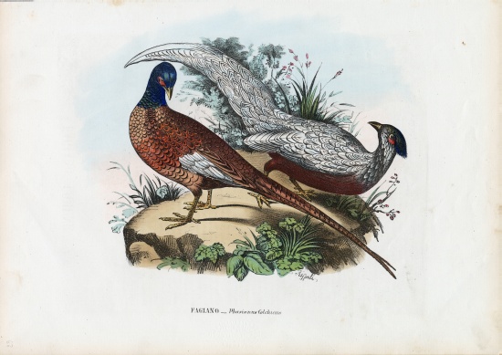 Pheasant von Raimundo Petraroja