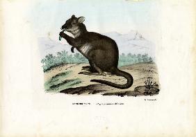 Potoroo 1863-79