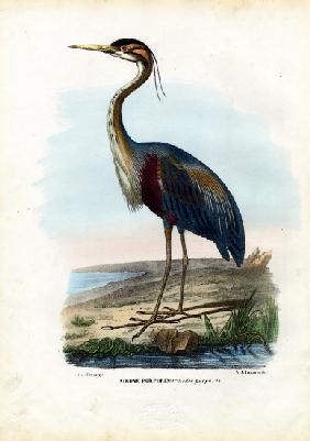 Purple Heron 1863-79