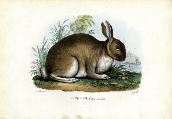 Rabbit von Raimundo Petraroja