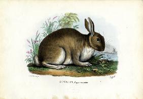 Rabbit 1863-79
