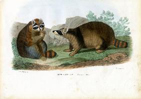 Raccoon 1863-79