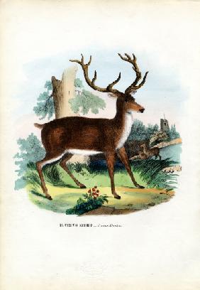 Red Deer 1863-79
