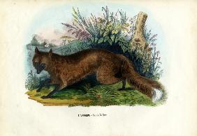Red Fox 1863-79