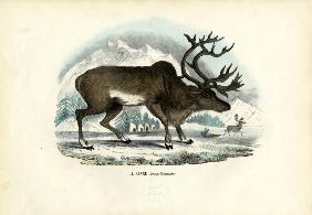 Reindeer 1863-79