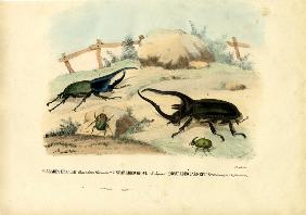 Scarab Beetles 1863-79
