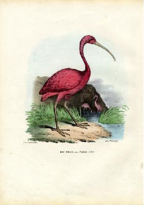 Scarlet Ibis 1863-79